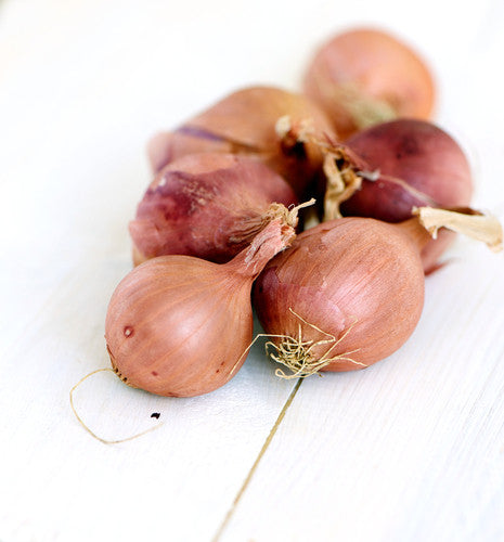Onion - Shallot