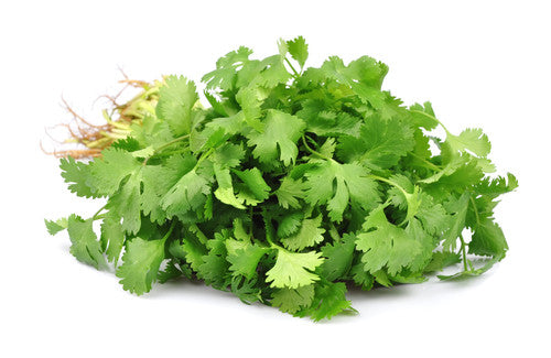 Coriander Bunch
