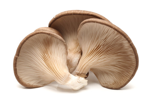 Mushroom - Oyster Punnet