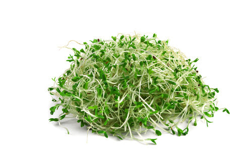 Alfalfa Sprout - 120gr Punnet